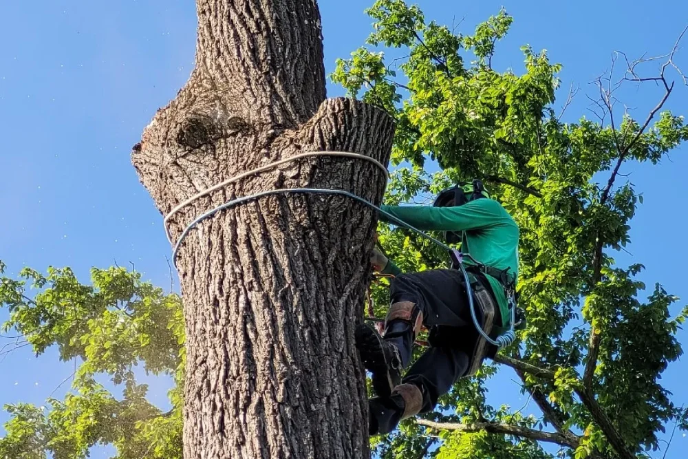 tree trimming service
